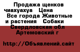 Продажа щенков чиахуахуа › Цена ­ 12 000 - Все города Животные и растения » Собаки   . Свердловская обл.,Артемовский г.